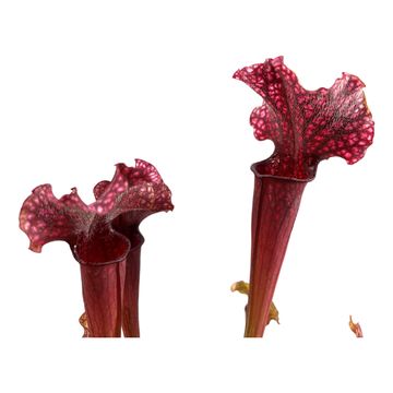 Sarracenia 'Judith Hindle'