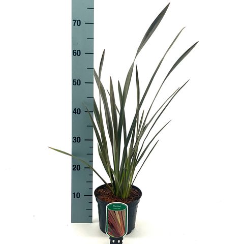Phormium 'Bronze Baby'