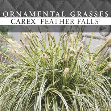 Carex 'Feather Falls'