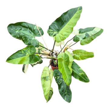 Philodendron 'Jose Buono'