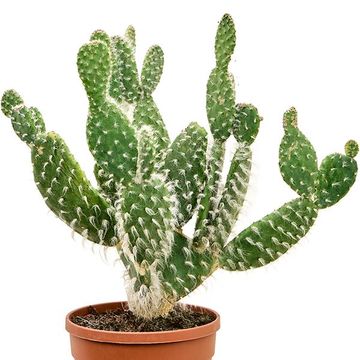 Opuntia erinacea 'Ursine'