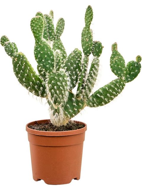 Opuntia erinacea 'Ursine'