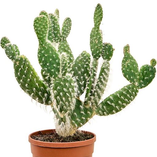 Opuntia erinacea 'Ursine'