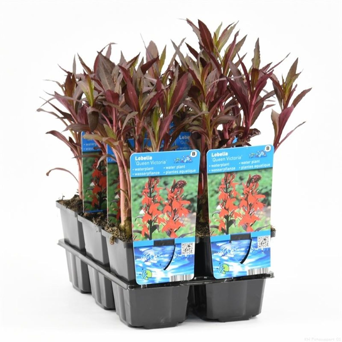 Lobelia 'Queen Victoria' — Plant Wholesale FlorAccess