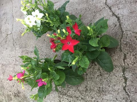 Nicotiana alata MIX