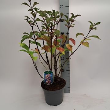 Viburnum x bodnantense 'Dawn'