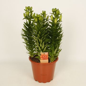 Lilium 'Tiny Double Dutch'