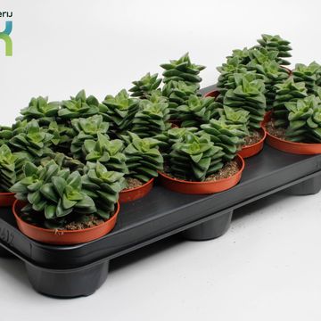 Crassula 'Springtime'