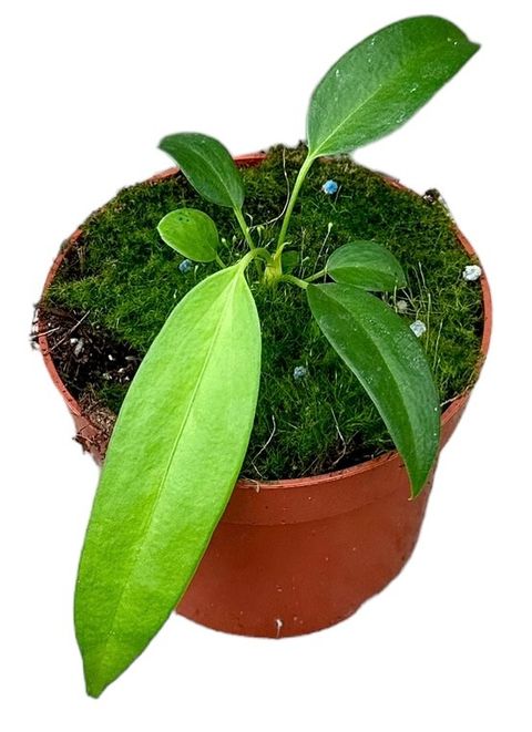 Anthurium wendlingeri
