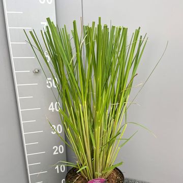 Cortaderia selloana 'Pink Feather'