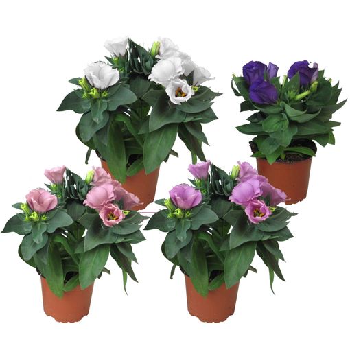 Eustoma grandiflorum MIX (P11 cm H25 cm) – Plant Wholesale FlorAccess