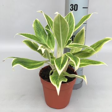 Aglaonema 'White Lipstick'