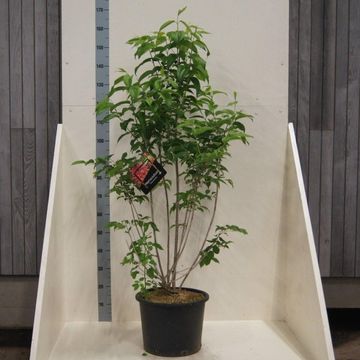 Heptacodium miconioides