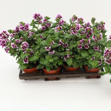 Cuphea hyssopifolia SWEET TALK LAVENDER SPLASH