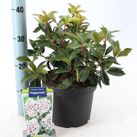 Kalmia latifolia 'Peppermint'