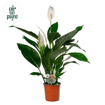 Spathiphyllum BINGO CUPIDO