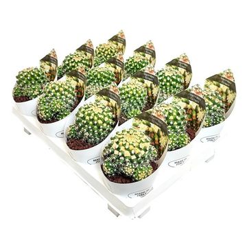 Mammillaria eichlamii