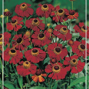 Helenium 'Ruby Tuesday'