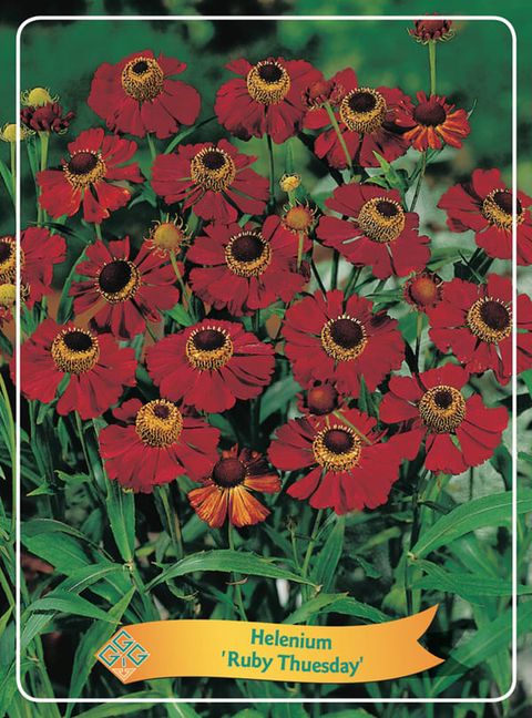 Helenium 'Ruby Tuesday'