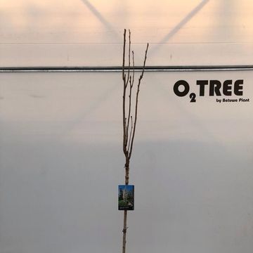 Prunus serrulata 'Amanogawa'