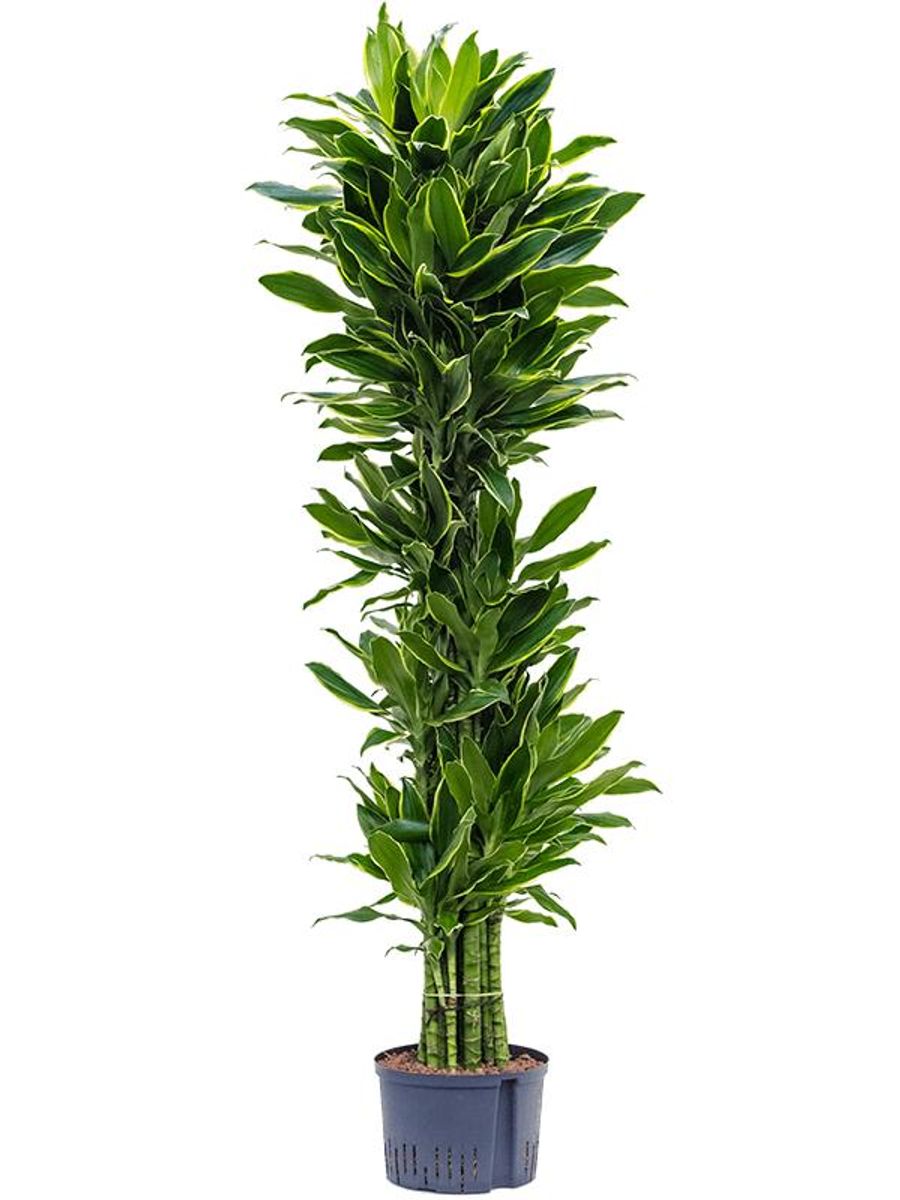 efeutute snow queen Pothos Snow Queen