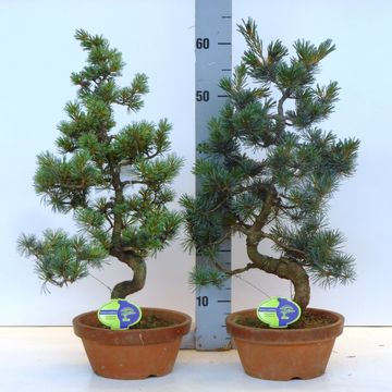 Pinus parviflora pentaphylla