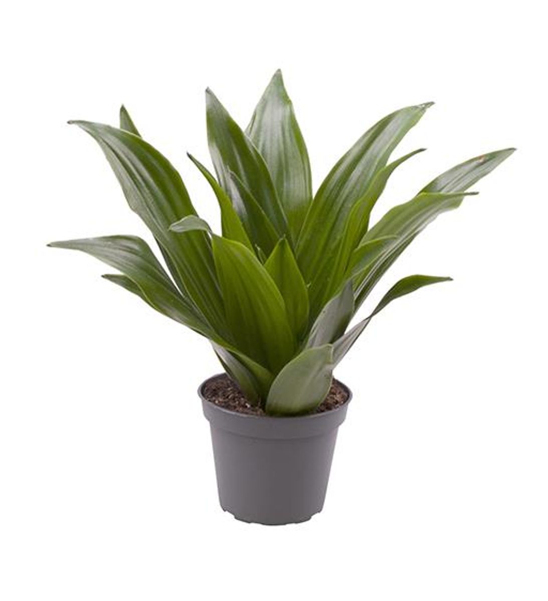 Dracaena fragrans 'Janet Craig Compacta' — Plant Wholesale FlorAccess