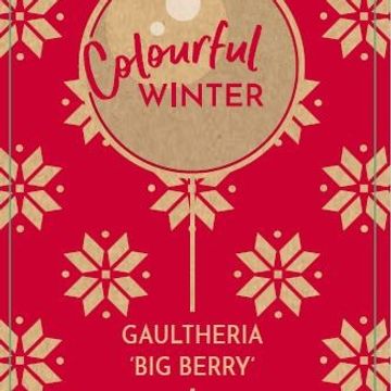 Gaultheria procumbens BIG BERRY