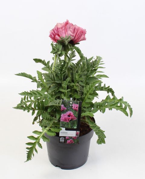 Papaver orientale 'Pink Perfection'