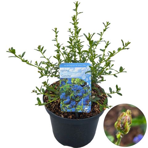 Ceanothus 'Concha'