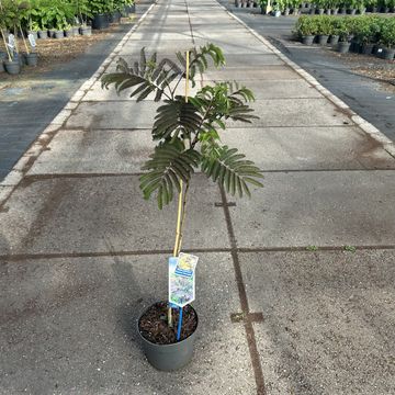 Albizia julibrissin 'Summer Chocolate'