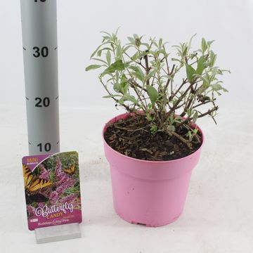 Buddleja davidii BUTTERFLY CANDY LITTLE PINK