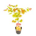 Acer shirasawanum MOONRISE