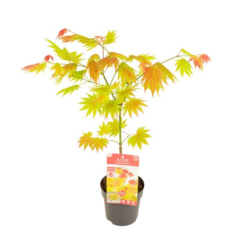 Acer shirasawanum MOONRISE