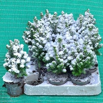 Chamaecyparis thyoides