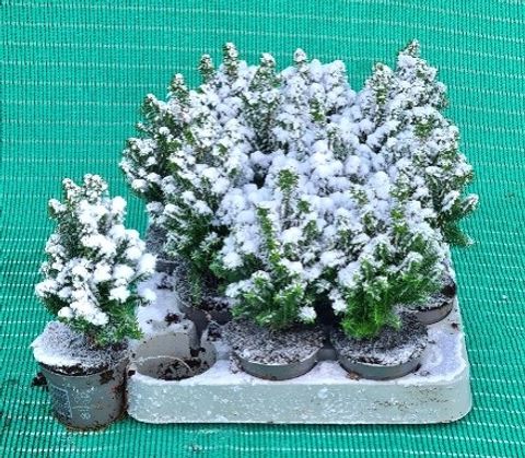 Chamaecyparis thyoides