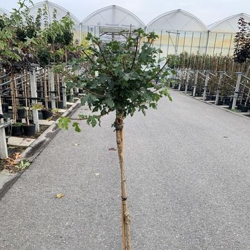 Acer campestre 'Nanum'