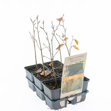 Fagus sylvatica 'Atropunicea'