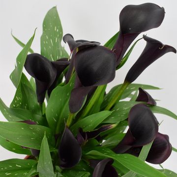 Zantedeschia 'Odessa'