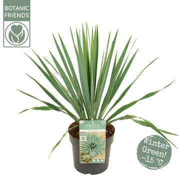 Yucca 'French Flag'