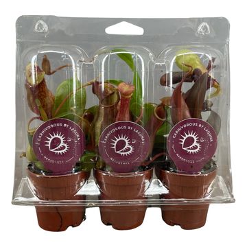 Nepenthes MIX