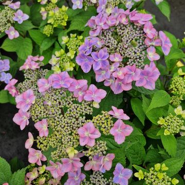 Hydrangea MILLION STARS SIRIUS BLUE