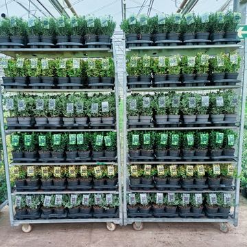 Euonymus japonicus MIX