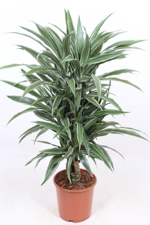 Dracaena fragrans 'Warneckei'