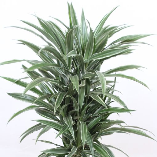 Dracaena fragrans 'Warneckei'