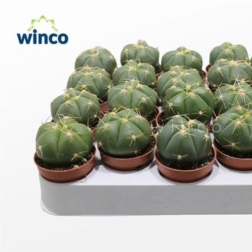 Gymnocalycium horstii