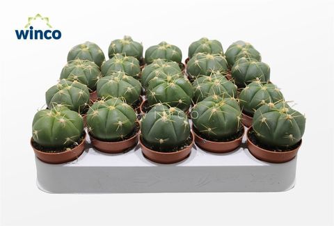 Gymnocalycium horstii