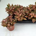 Fittonia verschaffeltii 'Red Star'