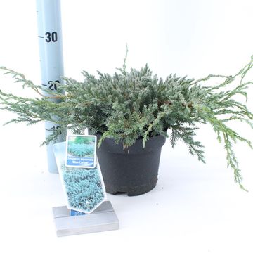 Juniperus squamata 'Blue Carpet'