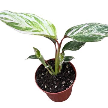 Calathea 'Glazie'